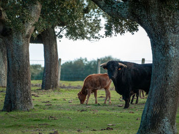 Horses in a field