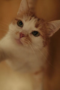 Close-up portrait of a cat