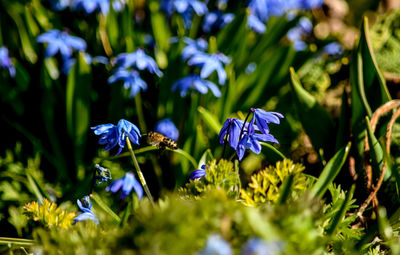 Close-up of purple flowering plants