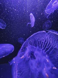 Jellyfish swimming in sea