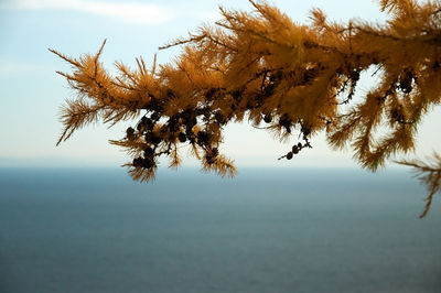 Tree by sea against sky during autumn