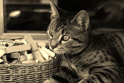 Close-up of a cat looking away