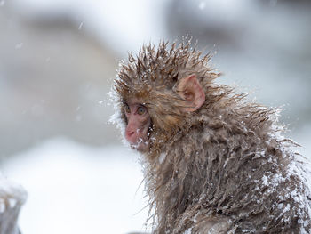 Close-up of a monkey