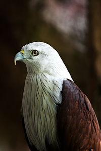 Close-up of bird