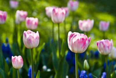 Close-up of pink flower