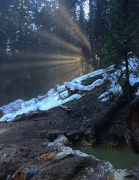 River passing through forest