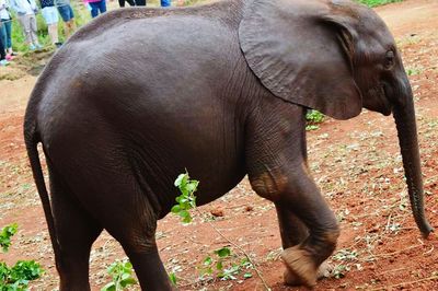 Close-up of elephant