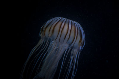 Close-up of jellyfish swimming in water