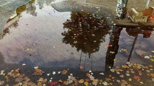 Reflection of bare trees in puddle