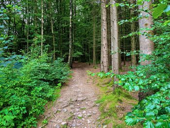 Footpath amidst trees in forest