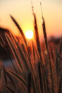 Close-up of stalks against sky at sunset