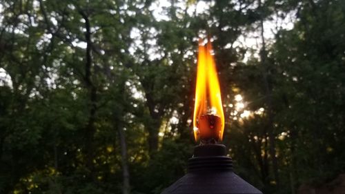 Close-up of lit candles in forest