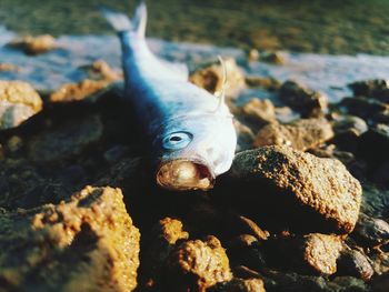 Close-up of fish in sea