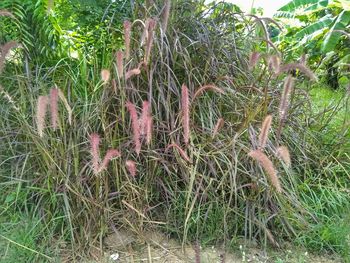 Close-up of plants growing on field