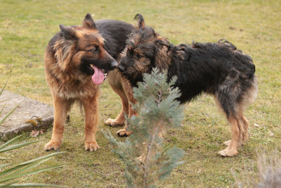 View of dogs on grass