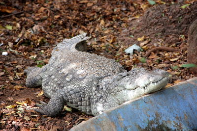 High angle view of crocodile on field