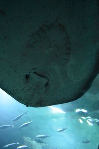 Close-up of fish swimming in aquarium