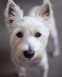 High angle portrait of dog standing on floor