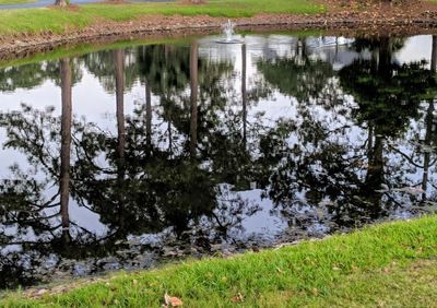 Reflection of trees in lake