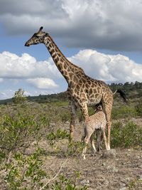 Giraffe standing on field against sky
