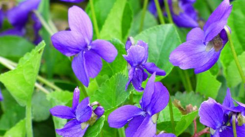 Close-up of purple flowers blooming in garden