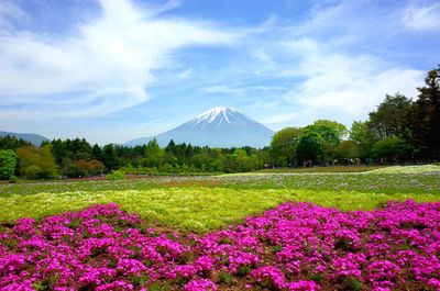 Purple flowering plants on field against sky