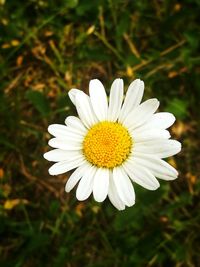 Close-up of white flower blooming outdoors