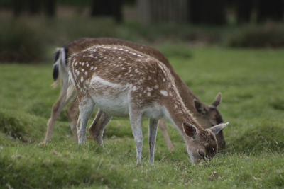 Side view of deer grazing on field
