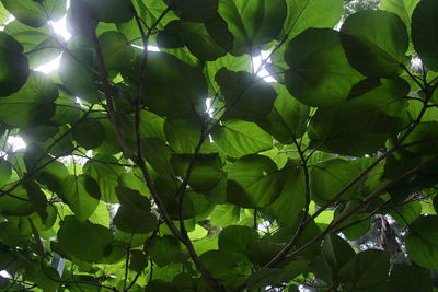 Low angle view of tree