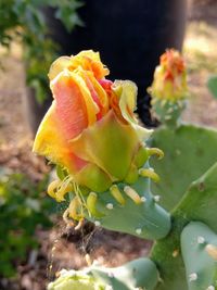 Close-up of succulent plant