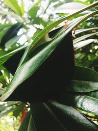 Close-up of green leaf on plant