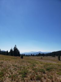 Scenic view of field against clear blue sky