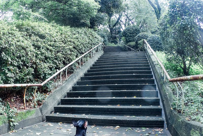 Low angle view of stairs along trees