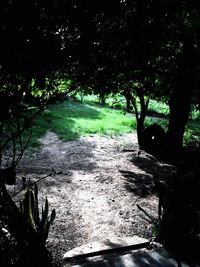 Scenic view of forest