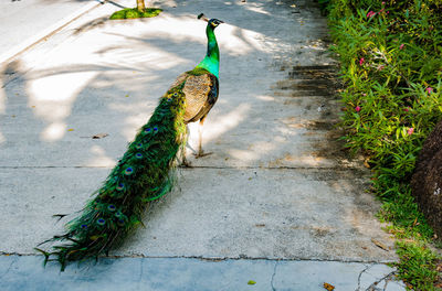 High angle view of peacock at park