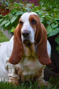 Portrait of basset hound