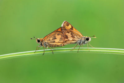 Close-up of butterfly