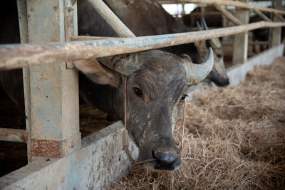 Close-up of an animal