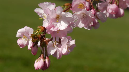 Close-up of twig of pink cherry blossoms against green background 