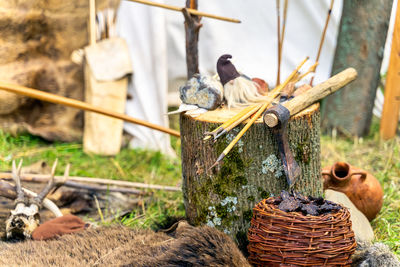 Close-up of birds on wood in field