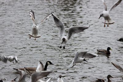 Flock of birds in lake