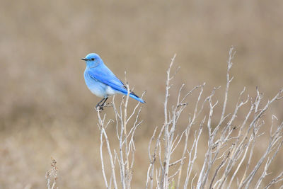 Close-up of bird perching on plant