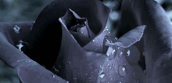 Close-up of wet woman