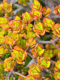 Close-up of yellow flowering plant