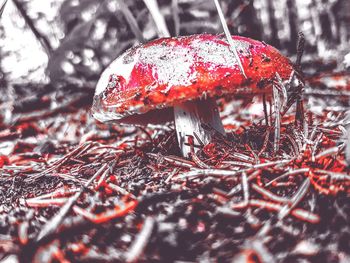 Close-up of fly agaric mushroom