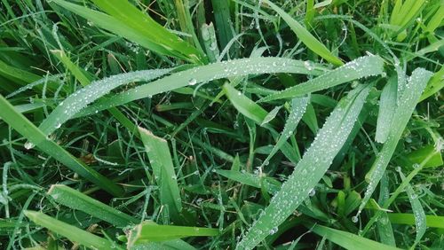 Full frame shot of wet grass