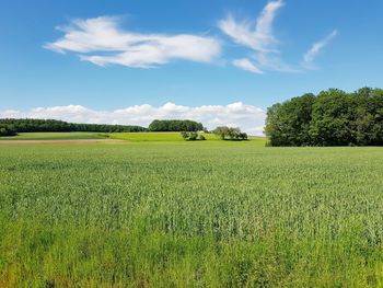 Scenic view of agricultural field against sky