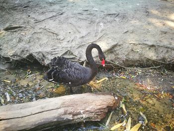 High angle view of bird in water