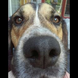 Close-up portrait of a dog