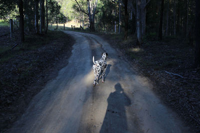 View of horse on dirt road in forest